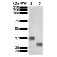 GST-tag, ALP-conjugated (mouse monoclonal, clone 3E2) in the group Tag Antibodies / GST/MBP/Trx at Agrisera AB (Antibodies for research) (AS18 4185)